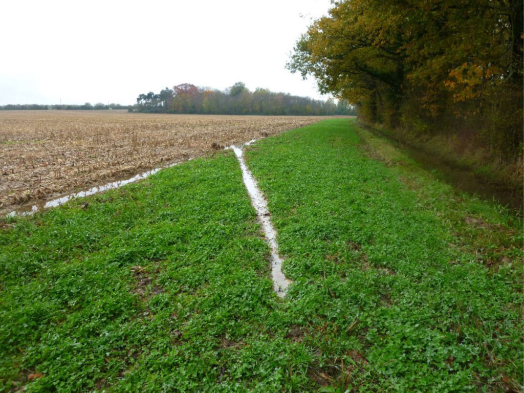 La création de prairie permanente, notamment entre cultures et étangs, est un dispositif très utile en Dombes. (crédit photo: ADS)