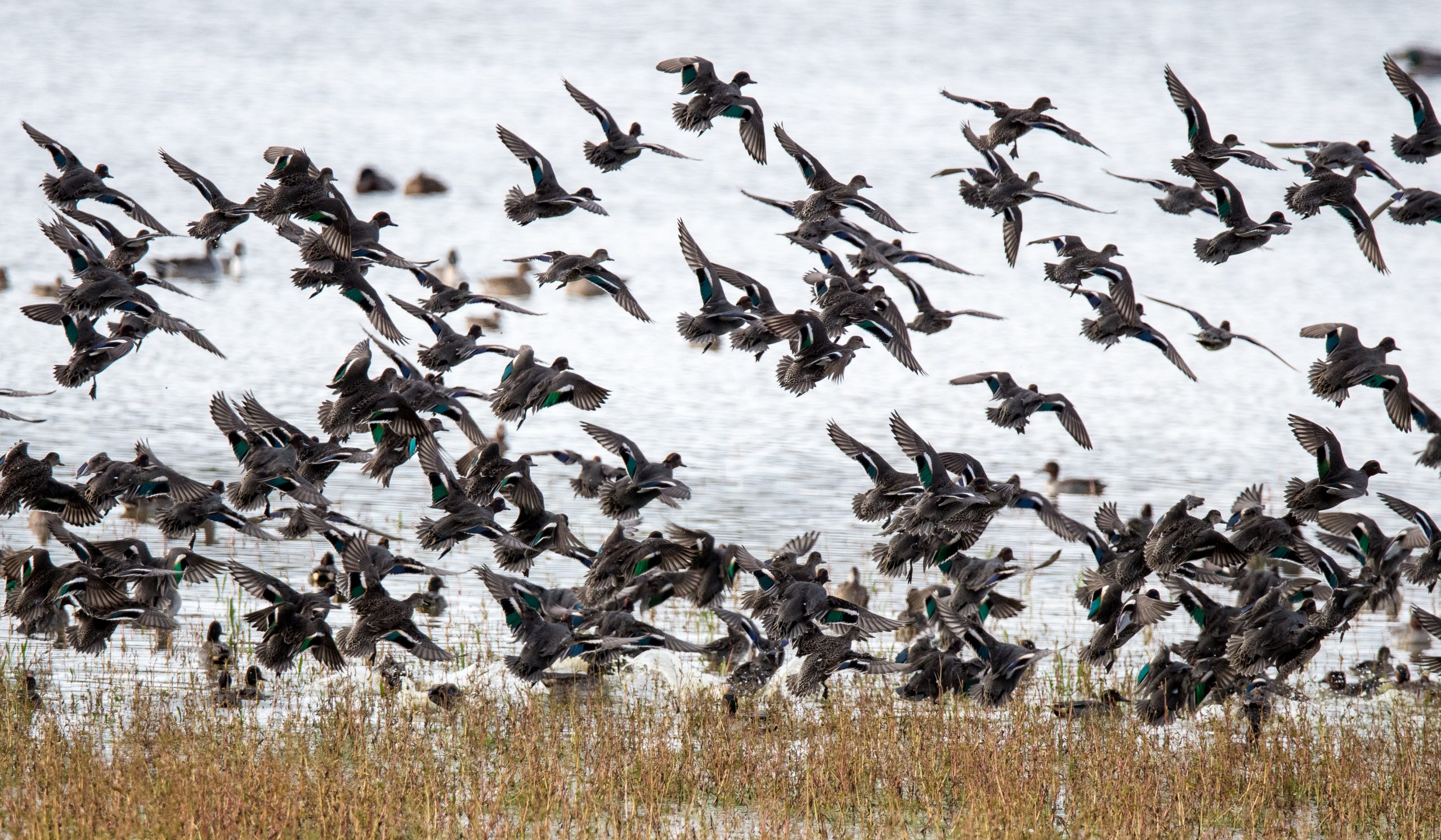 Journée mondiale des zones humides : plus de 11 000 oiseaux rassemblés au Grand Birieux