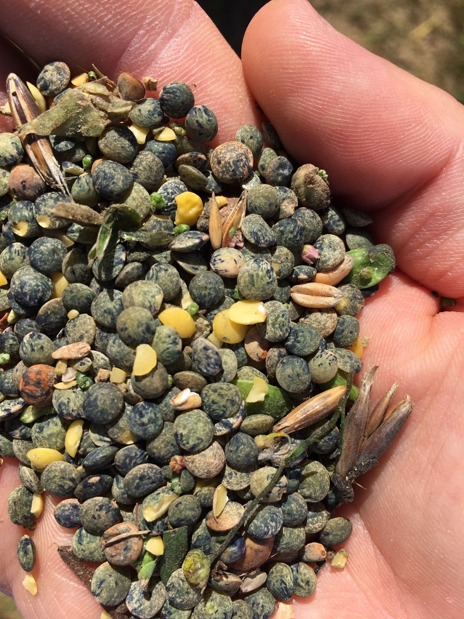 Plateforme de Valeins : plus de 620 kg de lentilles ramassés !