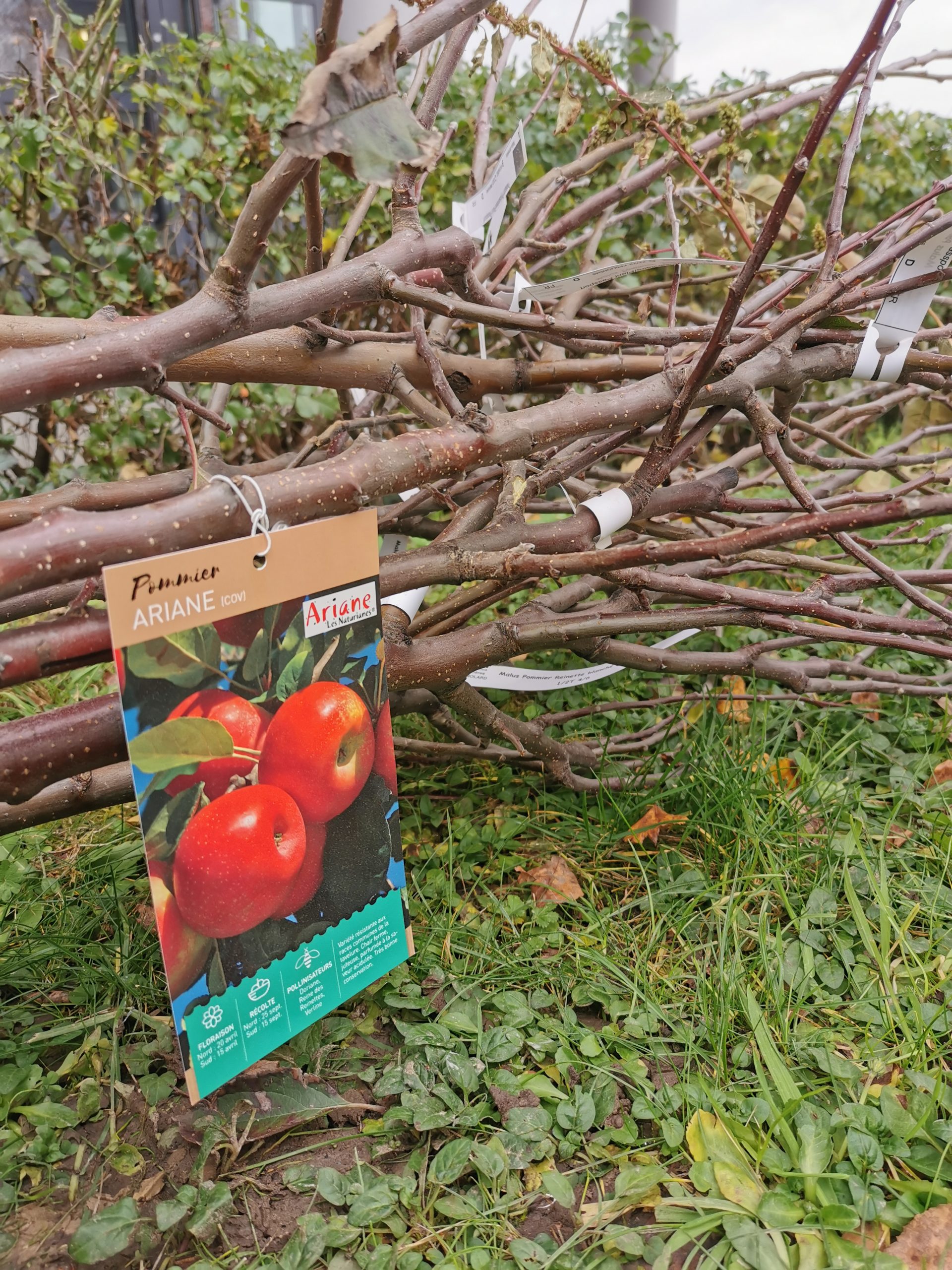 Des fruitiers pour les communes : la distribution a eu lieu