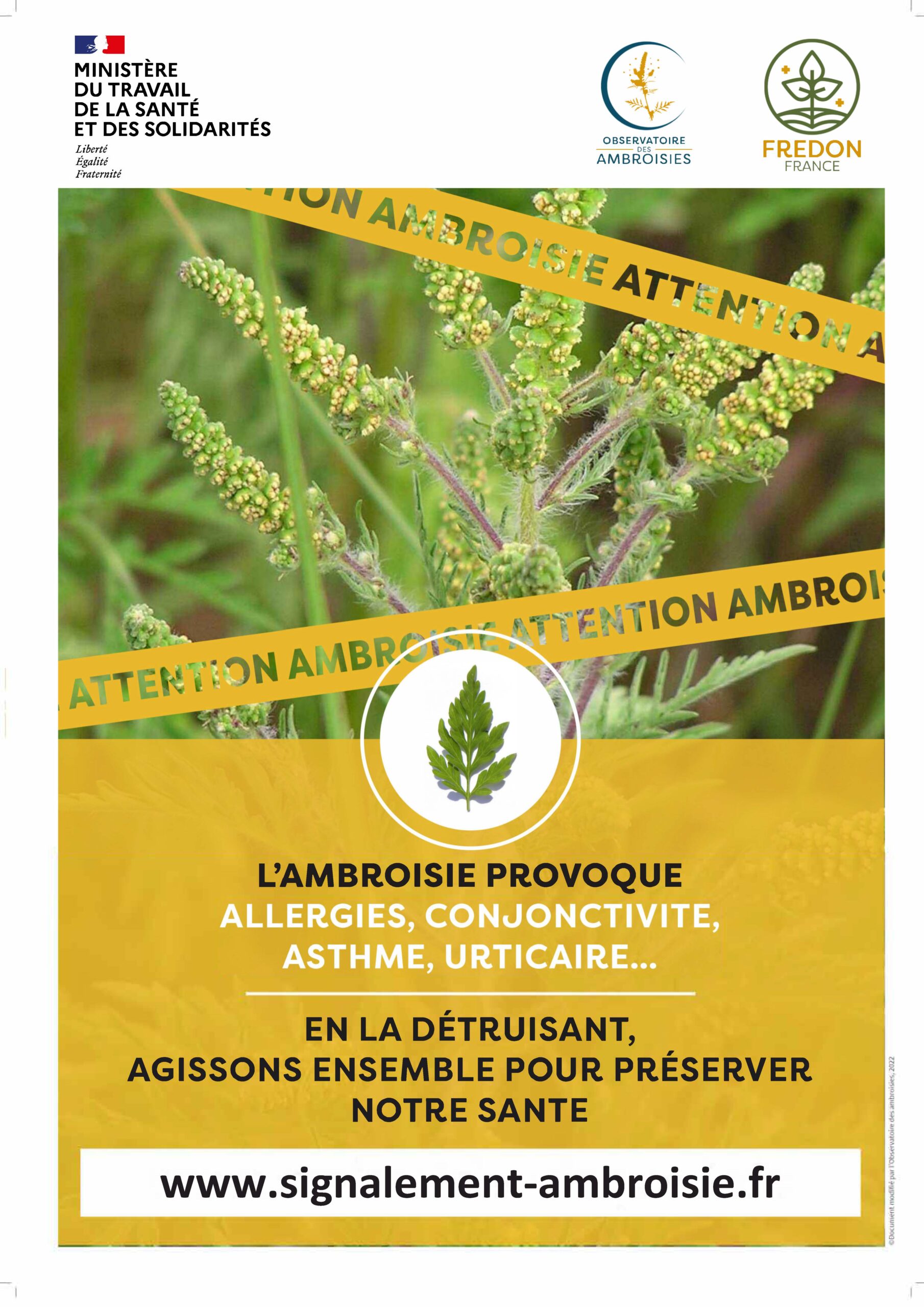 Participez à la lutte contre l’ambroisie